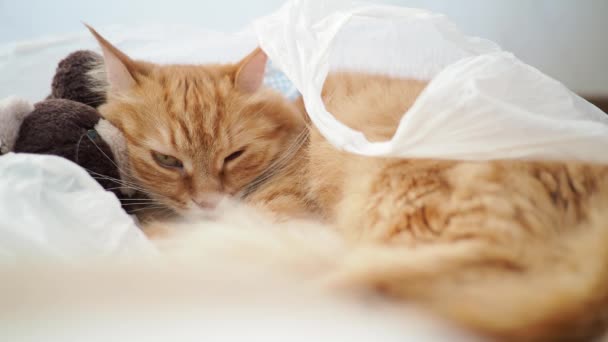 Söt ingefära katt liggande i plastpåse med plysch leksak Björn. Fluffiga husdjur schaktning. Mysiga hem bakgrund med kitty gömmer sig i leksaker från bullriga baby. — Stockvideo