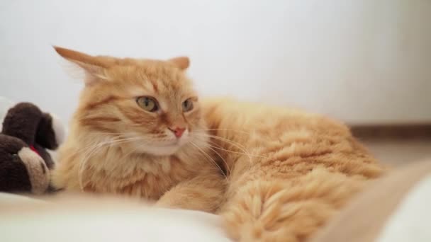 Симпатичный рыжий кот лежит в пластиковом пакете с плюшевым игрушечным мишкой. Пушистый питомец дремлет. Уютный домашний фон с кошечкой, прячущейся в игрушках от шумного малыша . — стоковое видео