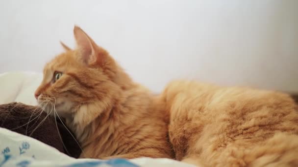可爱的姜猫躺在床上。男子中风凯蒂, 它的快感和咬皱皱眉。舒适的家庭背景与蓬松的宠物. — 图库视频影像