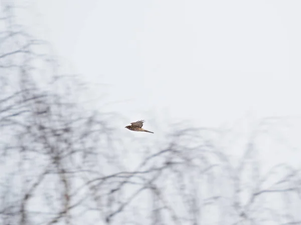 Falcão voando sobre a floresta de inverno. Parque Nacional Losiny Ostrov. Elk Moose Island em Moscou, Rússia . — Fotografia de Stock
