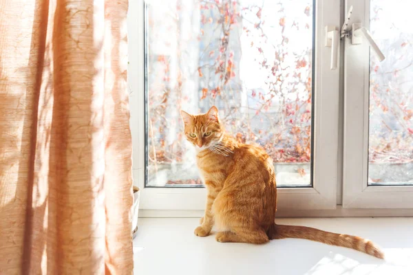 窓枠に座っているかわいい生姜猫。国内のふわふわペットが居心地の良い家庭背景. — ストック写真