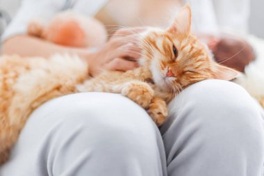 Kadın okşayarak şirin zencefil kedi diz. Kabarık evde beslenen hayvan zevkini çatık. Rahat sabah evde.