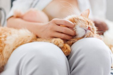 Kadın okşayarak şirin zencefil kedi diz. Kabarık evde beslenen hayvan zevkini çatık. Rahat sabah evde.