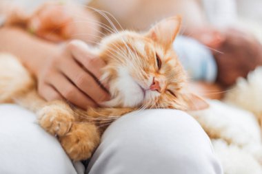 Kadın okşayarak şirin zencefil kedi diz. Kabarık evde beslenen hayvan zevkini çatık. Rahat sabah evde.