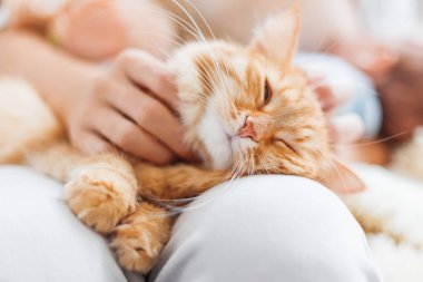 Kadın okşayarak şirin zencefil kedi diz. Kabarık evde beslenen hayvan zevkini çatık. Rahat sabah evde.