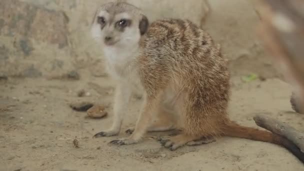 Meerkat или Suricata suricatta . — стоковое видео