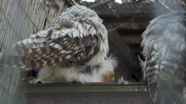 Duas corujas na gaiola. Um está dormindo, outro está limpando suas penas . — Vídeo de Stock