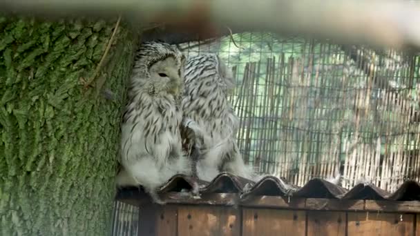Dos búhos en jaula. Uno está durmiendo, otro está limpiando sus plumas. . — Vídeos de Stock