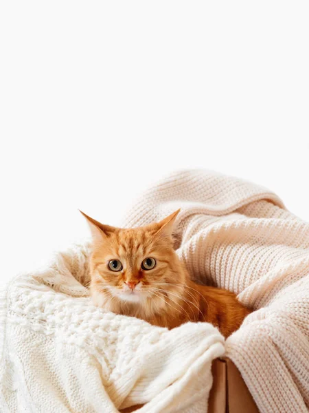 Cute ginger cat in box with knitted sweaters. Curious fluffy pet with warm beige clothes. Copy space. — Stock Photo, Image