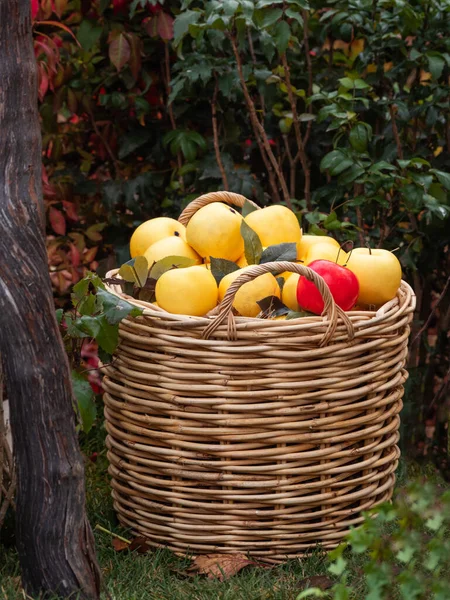 Woven basket with yellow apples. Fall season. Autumn crop of ripe fruits. — Stock Photo, Image