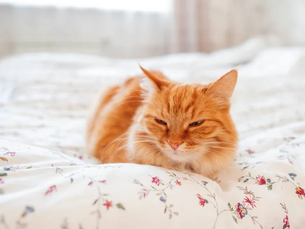 Süße Ingwerkatze im Bett liegend. Morgens vor dem Schlafengehen im gemütlichen Zuhause. flauschiges Haustier döst auf Decke. — Stockfoto