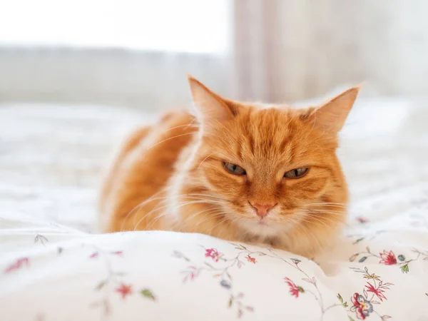 Mignon chat roux couché au lit. Matinée au lit dans une maison confortable. Douleur pelucheuse pour animaux sur la couverture . — Photo