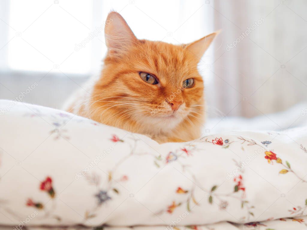 Cute ginger cat lying in bed. Morning bedtime in cozy home. Fluffy pet dozing on blanket.