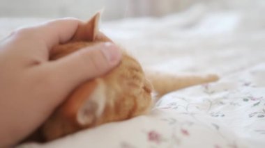 Yatakta yatan sevimli kızıl kedi. Adam tüylü hayvanını okşuyor. Sıcak evde sabah yatma vakti..