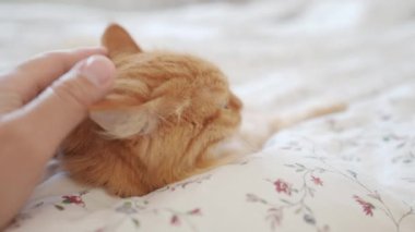 Yatakta yatan sevimli kızıl kedi. Adam tüylü hayvanını okşuyor. Sıcak evde sabah yatma vakti..