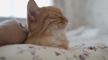 Yatakta yatan sevimli kızıl kedi. Adam tüylü hayvanını okşuyor. Sıcak evde sabah yatma vakti..