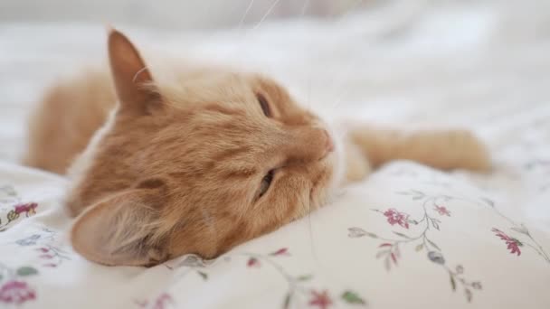 Söt ingefära katt liggande i sängen. Han smekte sitt fluffiga husdjur. Morgon bitti i mysigt hem. — Stockvideo