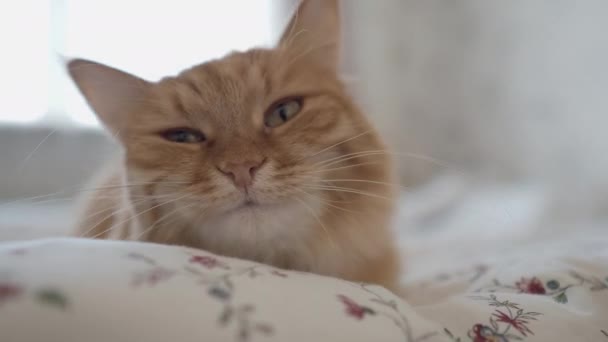 Süße Ingwerkatze im Bett liegend. Mann streichelt sein flauschiges Haustier. Morgenschlaf im gemütlichen Zuhause. — Stockvideo