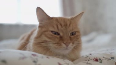 Yatakta yatan sevimli kızıl kedi. Adam tüylü hayvanını okşuyor. Sıcak evde sabah yatma vakti..