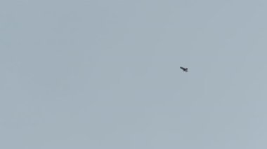 Büyük yırtıcı kuş gökyüzünde süzülüyor.