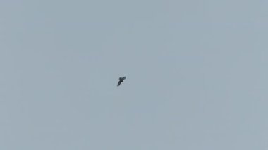 Büyük yırtıcı kuş gökyüzünde süzülüyor.