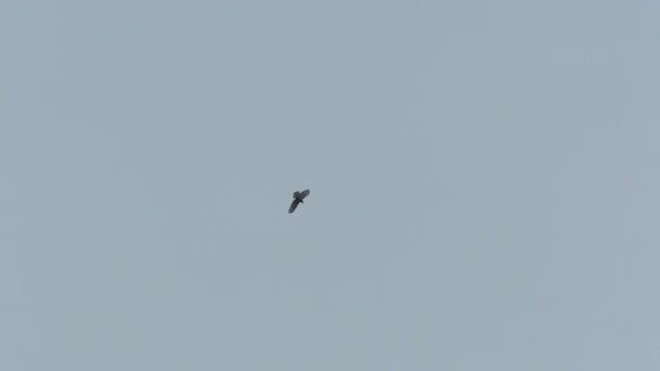 Velký dravý pták se vznáší na obloze. — Stock video