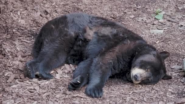 Północnoamerykański czarny niedźwiedź śpi. Ursus americanus rozciąga się i ziewa. — Wideo stockowe