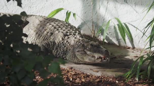 Brede kaaiman in rust. Caiman latirostris slaapt.. — Stockvideo