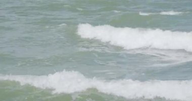 Phalacrocorax kuşu Baltık denizinde balık tutuyor. Zelenogradsk, Kaliningrad bölgesi, Rusya.