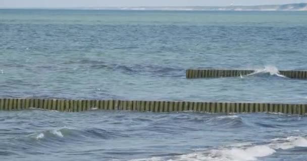 낙엽 통나무의 분수령입니다. 해변의 모래를 유지하기 위해 해변을 강화 합니다. 젤 렌 그라츠 크, 러시아. — 비디오