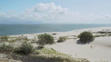 Curonian Spit 'in hava manzarası. Kumlu kumullarda farklı bitkiler. Kaliningrad Oblastı, Rusya.