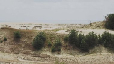 Curonian Spit 'in hava manzarası. Kumlu kumullarda farklı bitkiler. Kaliningrad Oblastı, Rusya.