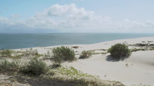 공중에서 바라본 파노라마는 코 로니 안 침을 뱉고 있다. 다른 식물들 이 모래 언덕에 있습니다. 칼리닌 그라드 주의 주의, 러시아. — 비디오