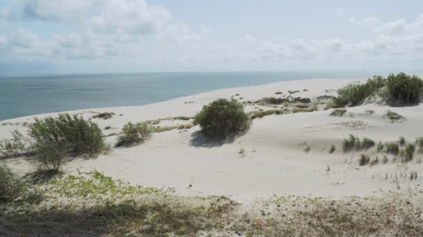 Curonian Spit 'in hava manzarası. Kumlu kumullarda farklı bitkiler. Kaliningrad Oblastı, Rusya. — Stok video