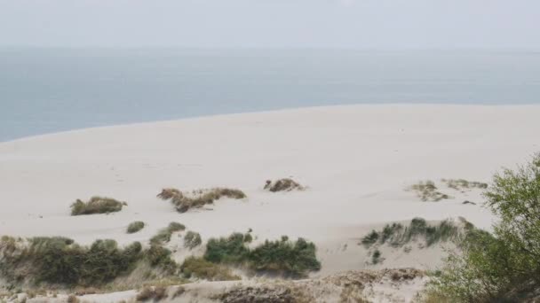 Vista panorámica aérea de la saliva curónica. Diferentes plantas en dunas de arena. Óblast de Kaliningrado, Rusia . — Vídeo de stock