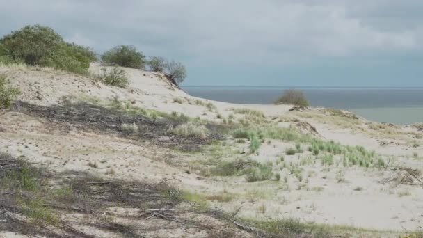 Vue panoramique aérienne sur la flèche de Courlande. Différentes plantes sur les dunes sablonneuses. Oblast de Kaliningrad, Russie .