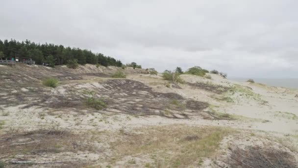 Widok z lotu ptaka na Mierzeję Kurońską. Różne rośliny na piaszczystych wydmach. Obwód kaliningradzki, Rosja. — Wideo stockowe