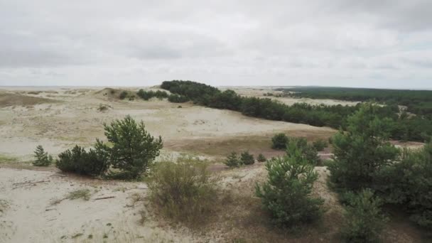 Widok z lotu ptaka na Mierzeję Kurońską. Różne rośliny na piaszczystych wydmach. Obwód kaliningradzki, Rosja. — Wideo stockowe