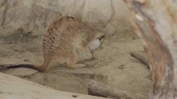 Meerkat o Suricata suricatta. Suricate está jugando con paja . — Vídeos de Stock