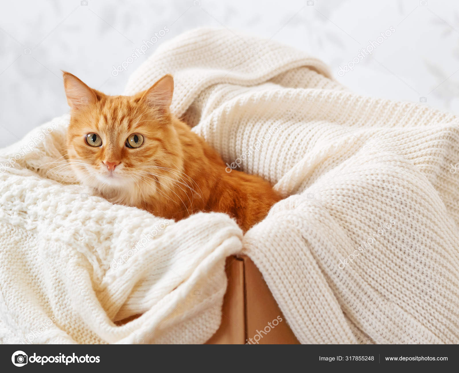 可爱的生姜猫在盒子与针织毛衣 好奇的绒毛宠物与温暖的米黄色衣服 舒适的家 图库照片 C Aksenovko 可爱的生姜猫在盒子与针织毛衣 好奇的绒毛宠物与温暖的米黄色衣服 舒适的家 图库照片 C Aksenovko