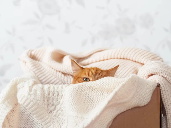 Gatto zenzero carino in scatola con maglioni lavorati a maglia. Curioso peloso animale domestico con vestiti beige caldi. Accogliente casa . — Foto Stock