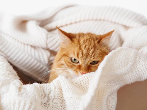 Cute ginger cat in box with knitted sweaters. Angry fluffy pet with warm beige clothes. Cozy home. — Stock Photo, Image