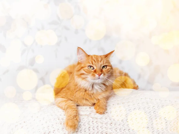 스웨터에 묻은 귀여운 생강 고양이. 따뜻 한 베이지 색 옷을 입은 호기심많은 솜털 애완 동물. 전구가 진동하고 있다. 아늑 한 집. — 스톡 사진