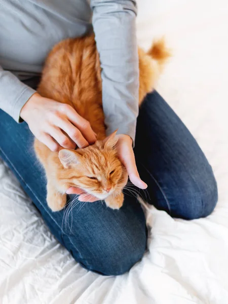 Lindo gato de jengibre se encuentra en las manos de la mujer. Alfombra esponjosa cómodamente establecida para dormir o para jugar. Acogedora mañana hora de acostarse en casa . — Foto de Stock