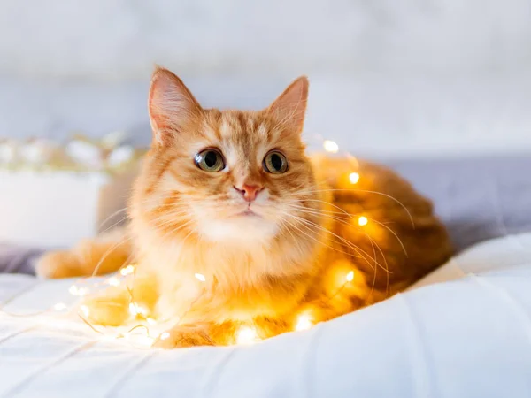 Gato de gengibre bonito emaranhado em guirlanda lâmpada. Animal de estimação macio e caixa com decorações de Natal. Casa aconchegante antes do Ano Novo . — Fotografia de Stock