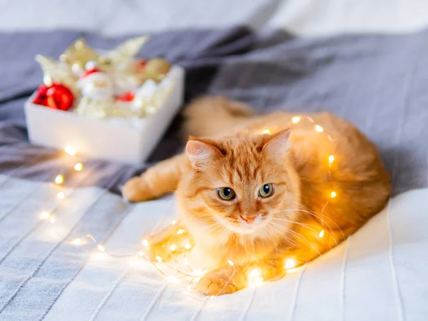 귀염둥이 생강 고양이가 전구 갈랜드에 얽혀 있어. 크리스마스 장식 이 있는 푹신 한 애완 동물 과 상자. 새해 전의 아늑 한 집. — 스톡 사진