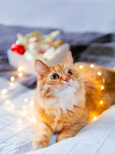 Gato de gengibre bonito emaranhado em guirlanda lâmpada. Animal de estimação macio e caixa com decorações de Natal. Casa aconchegante antes do Ano Novo . — Fotografia de Stock