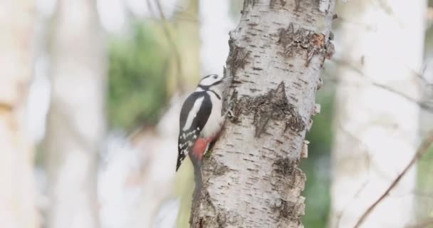 Gran pájaro carpintero manchado, Dendrocopos major, golpea la corteza de abedul, extrayendo insectos edables. Aves en bosque otoñal . — Vídeos de Stock