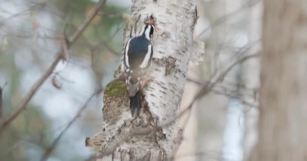 Büyük benekli ağaçkakan, Dendrocopos Major, huş ağacının kabuğunu tıklatıyor, kolay bulunan böcekleri çıkarıyor. Sonbahar ormanındaki kuş. — Stok video