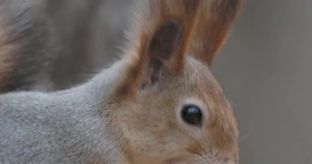 Gember eekhoorn zit op een boomtak. Knaagdieren in het herfstbos. — Stockvideo